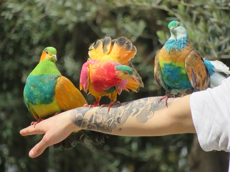colorful birds on an arm